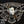 262 Allegiance - Cigar Federation