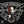 262 Paradigm - Cigar Federation