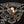 TATUAJE MIAMI (BROWN LABEL) - Cigar Federation